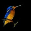 Lednacek modrohrbety - Alcedo meninting - Blue-eared Kingfisher o3064